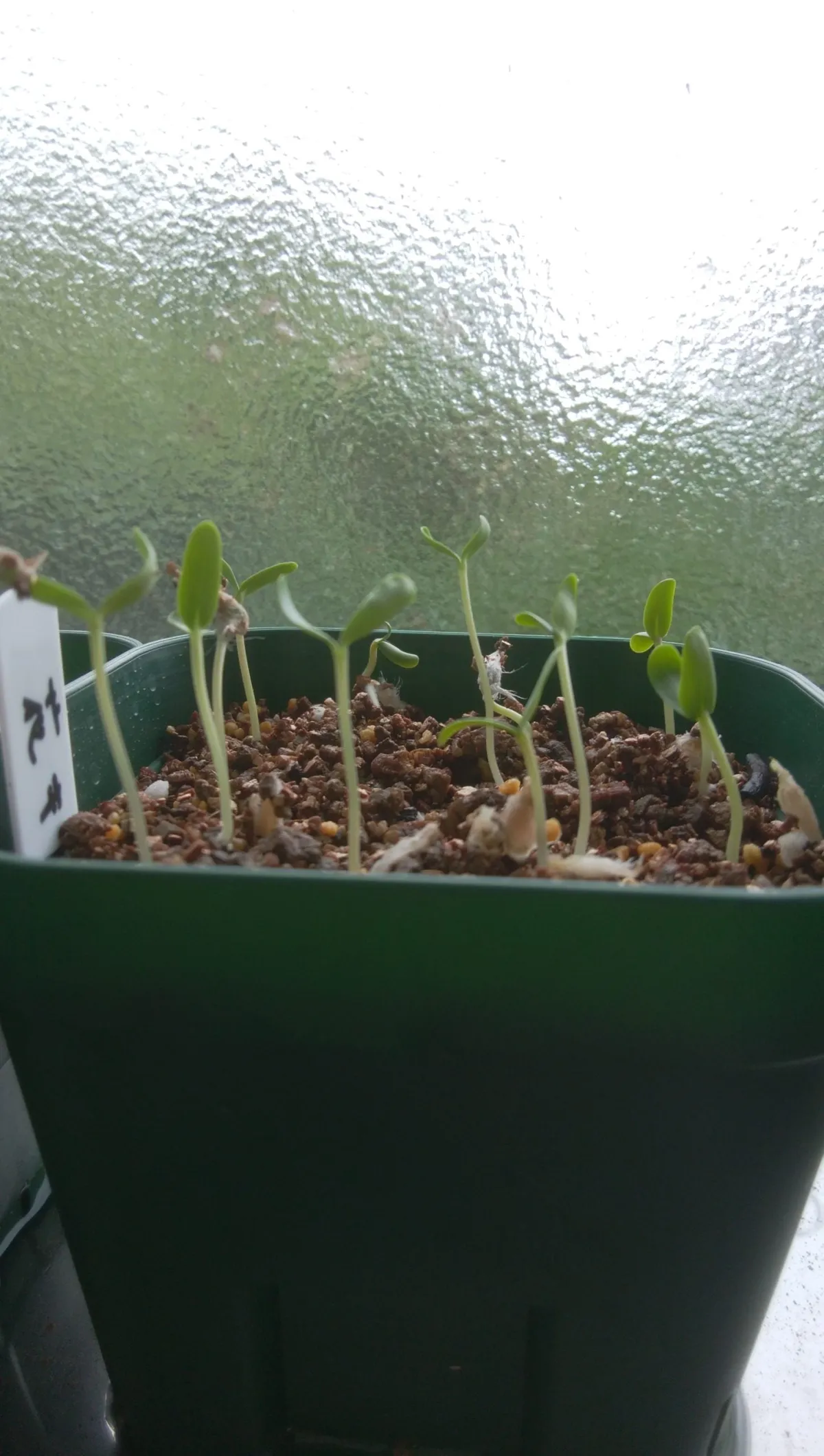 Euphorbia milii (ユーフォルビア ミリー 花キリン)