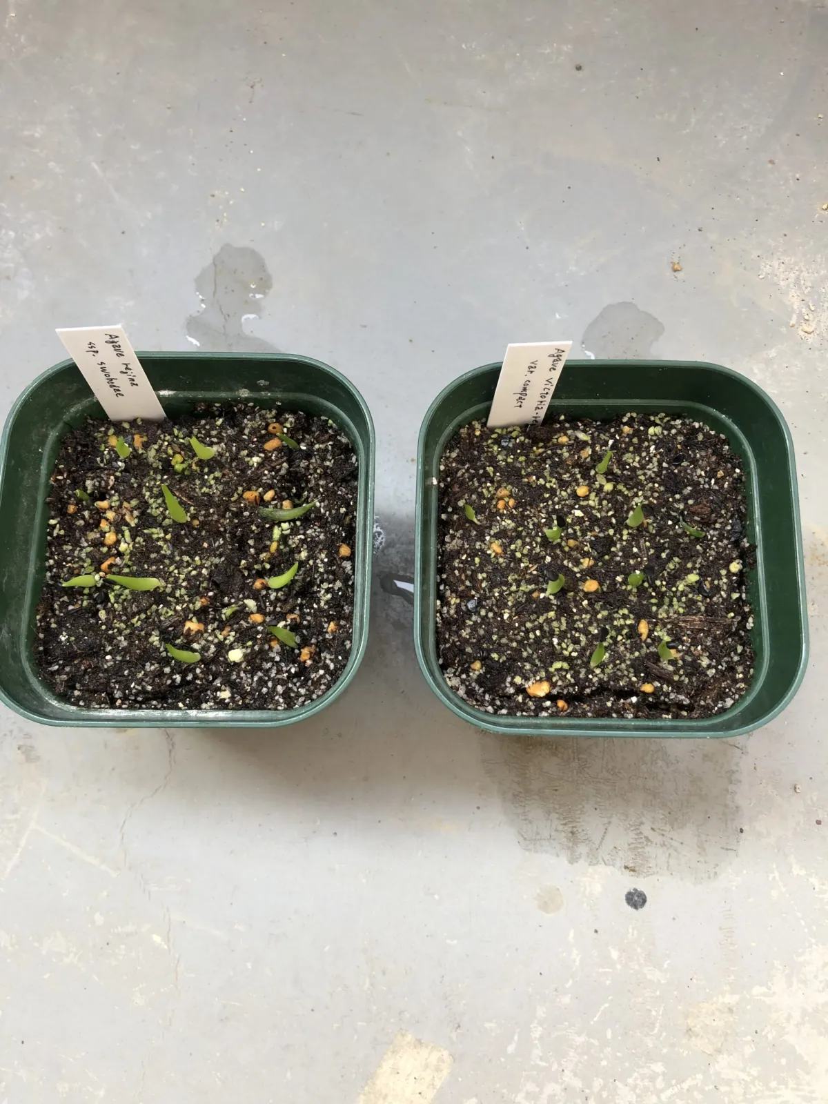 Agave victoriae-reginae Compacta (アガベ ビクトリアレジーナコンパクト)