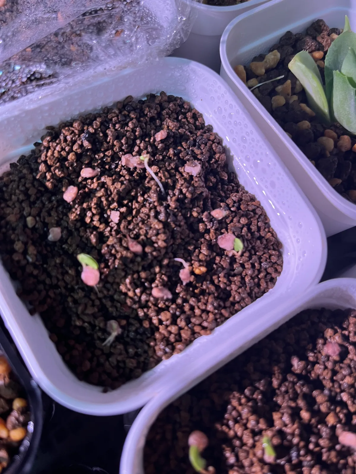 Pachycormus discolor (パキコルムス ディスカラー)