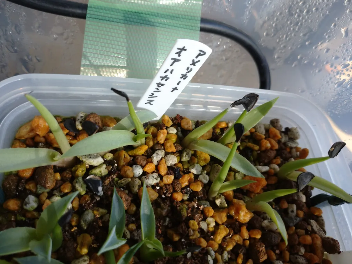 Agave americana var. oaxacensis (アガベ オアハセンシス)