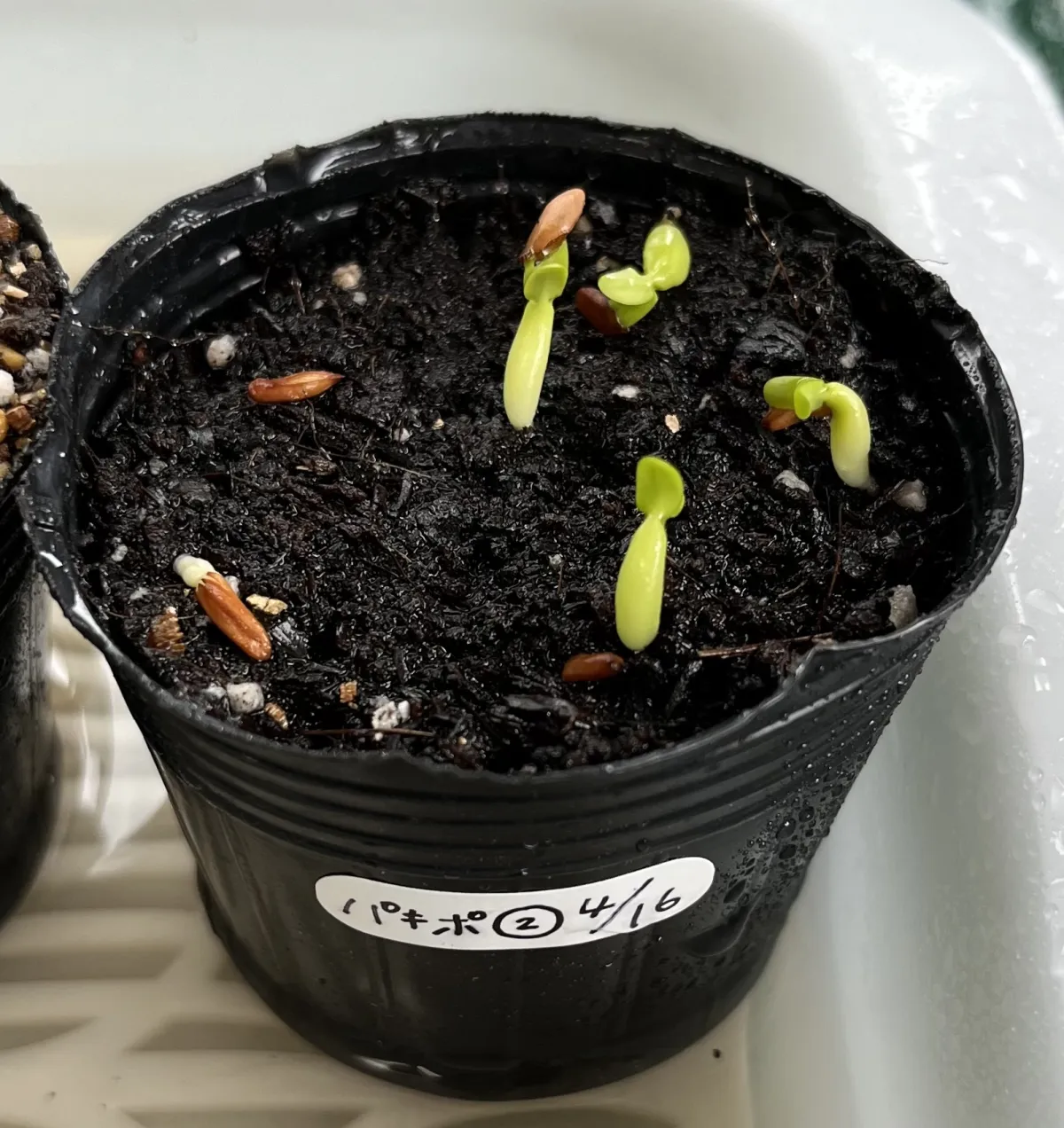 Pachypodium rosulatum ssp. rosulatum (パキポディウム ロスラーツム)