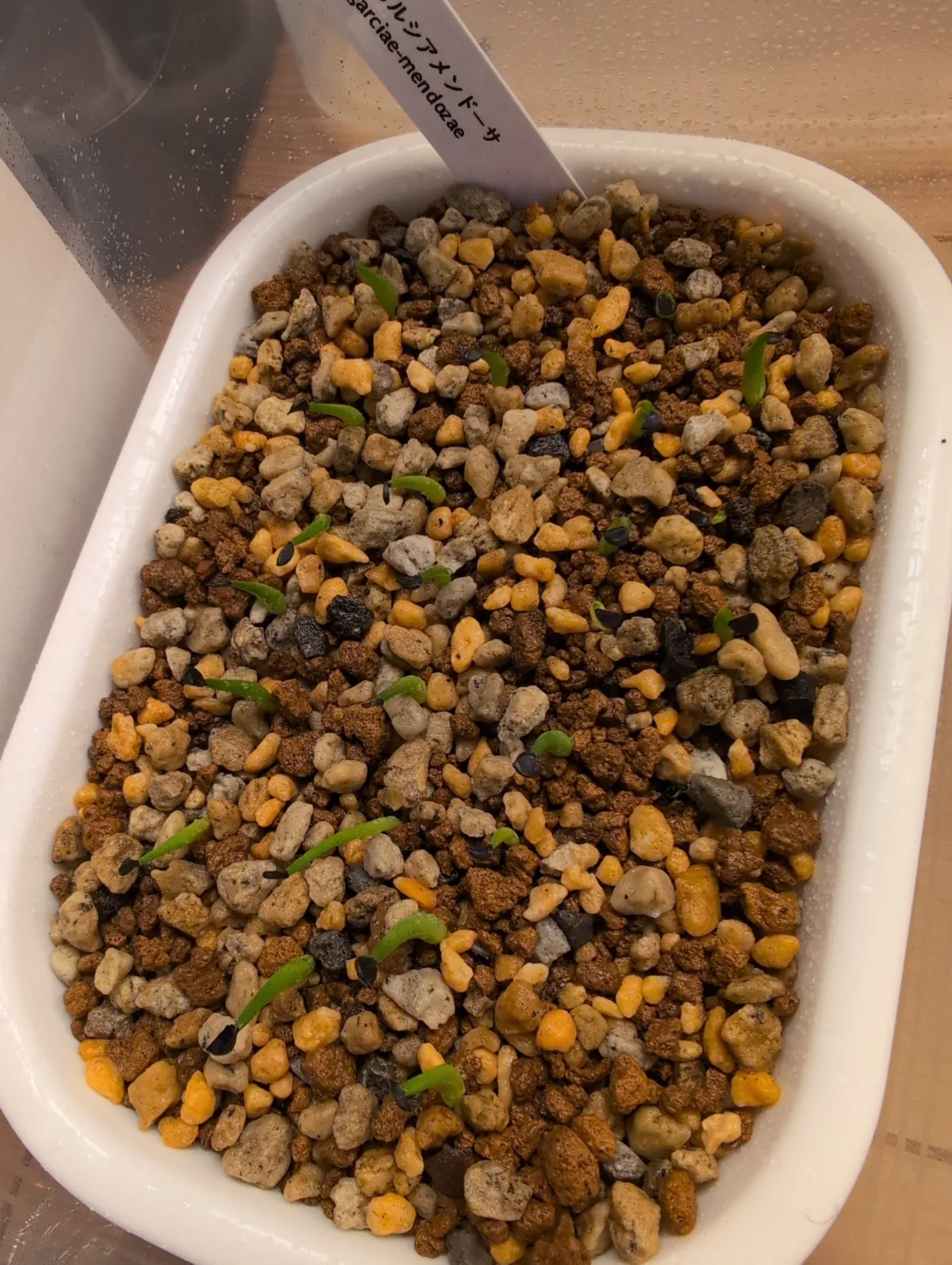 Agave garciae-mendozae (アガベ ガルシアメンドーサ)