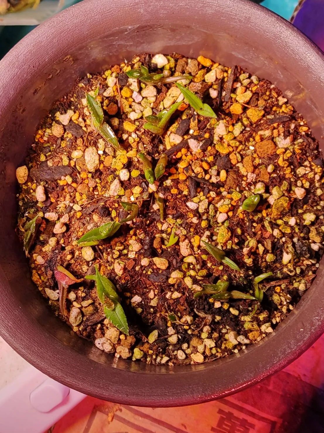 Agave titanota (アガベ チタノタ ドワーフ)