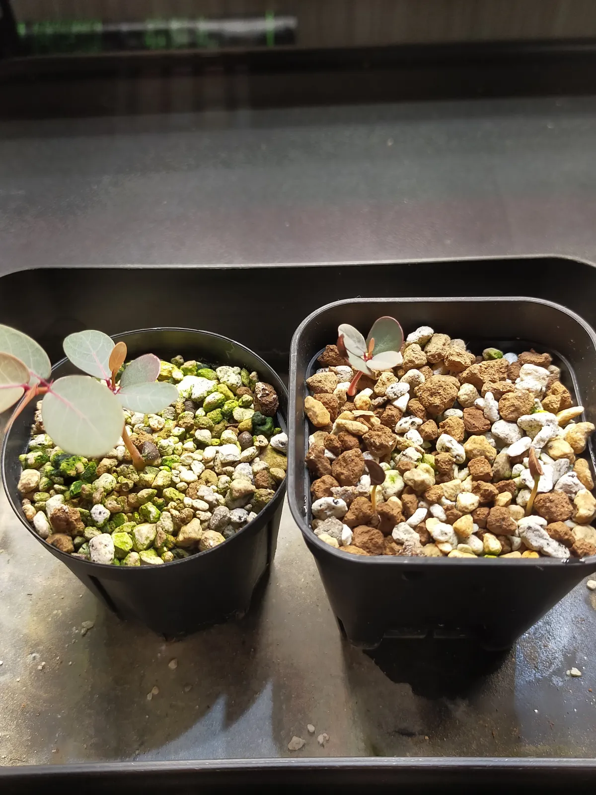 Phyllanthus mirabilis (フィランサス ミラビリス)