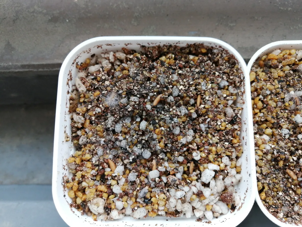 [無料種子] 発芽難 パキポディウム グラキリス　 Pachypodium rosulatum var. gracilius