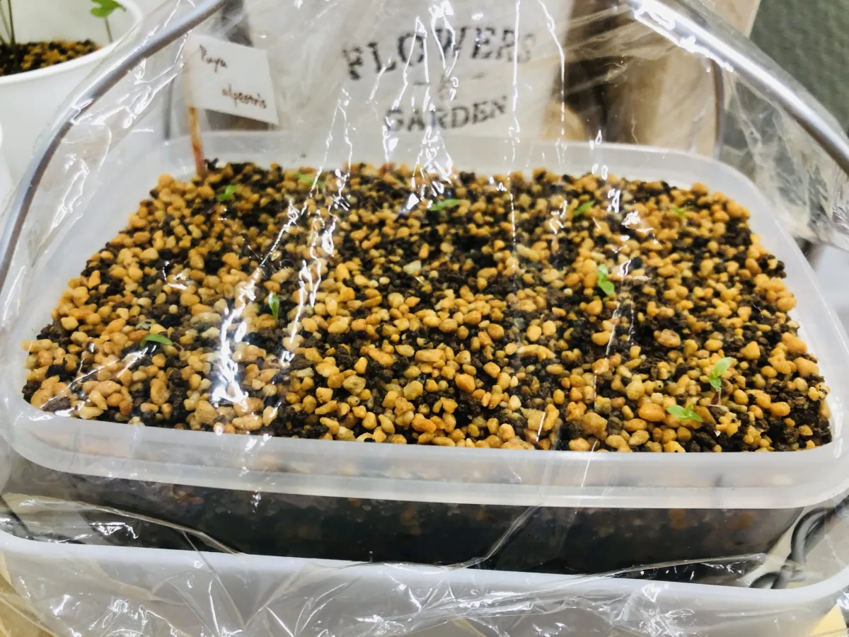 Puya alpestris (プヤ アルペストリス)