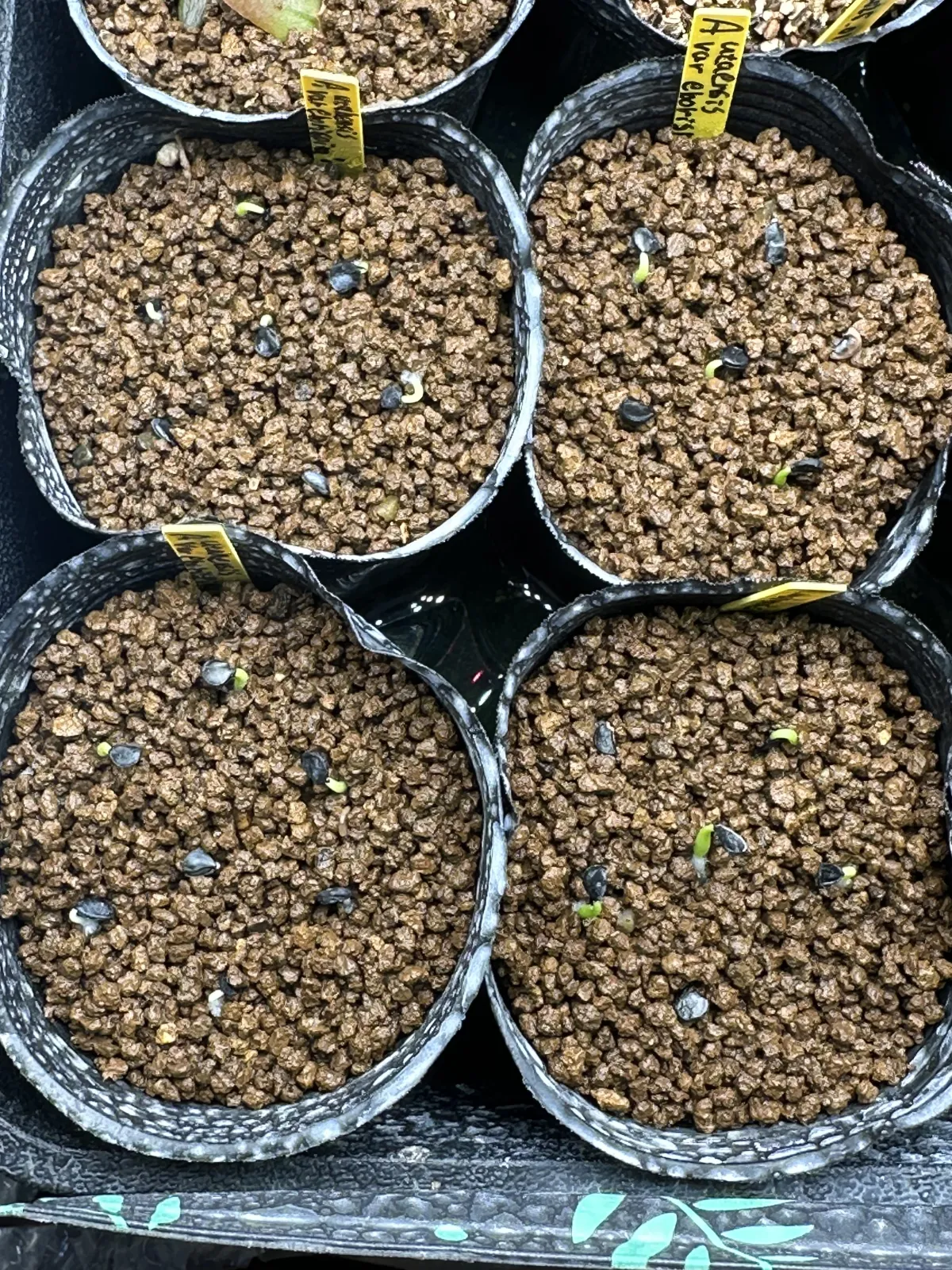 Agave utahensis var. eborispina 'Corkscrew' (アガベ ユタエンシスコークスクリュー)