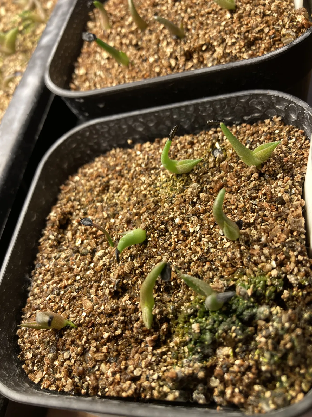 Agave titanota (アガベ チタノタ ドワーフ)