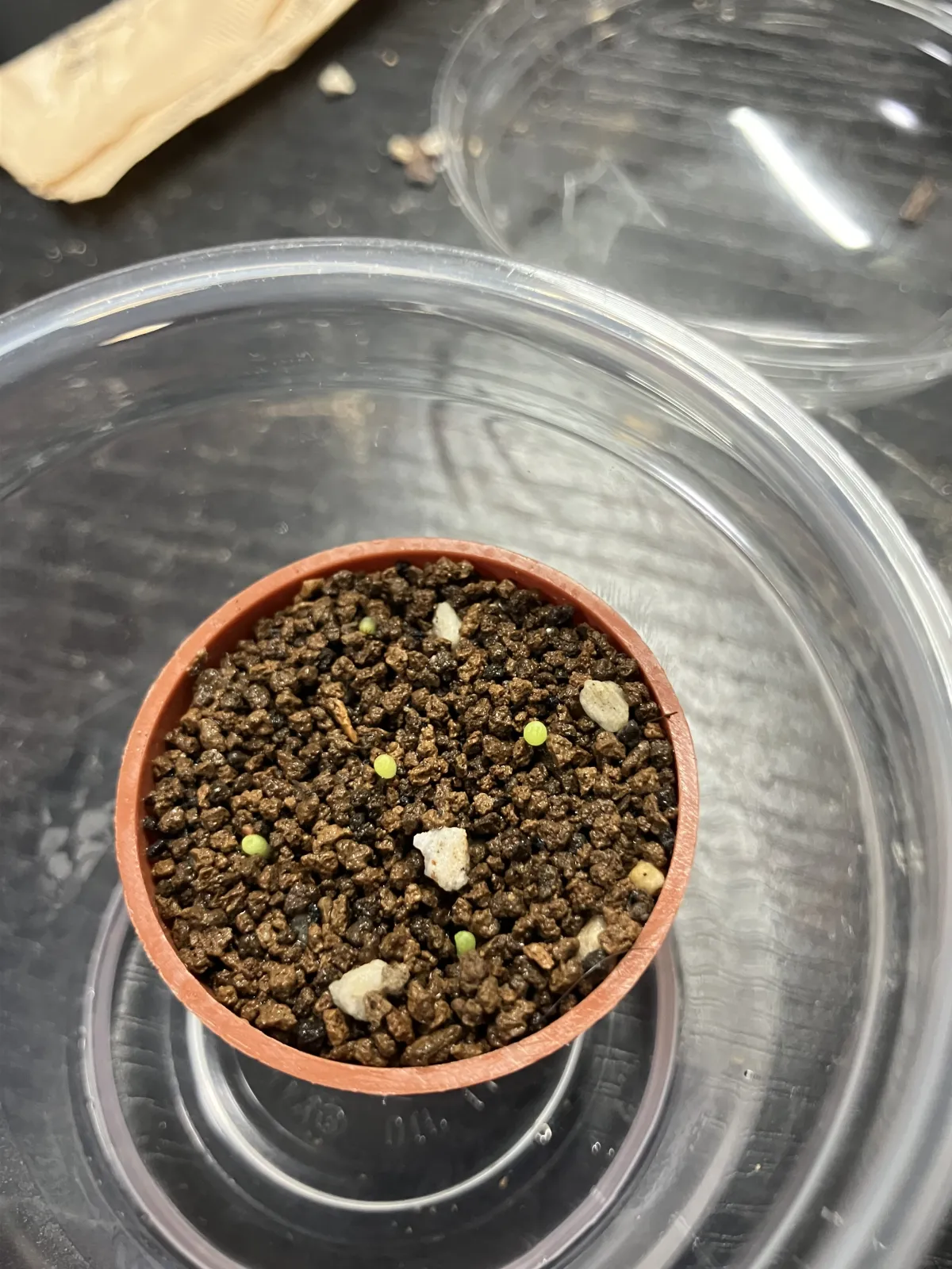 Mammillaria albilanata (マミラリア アルビラナータ)