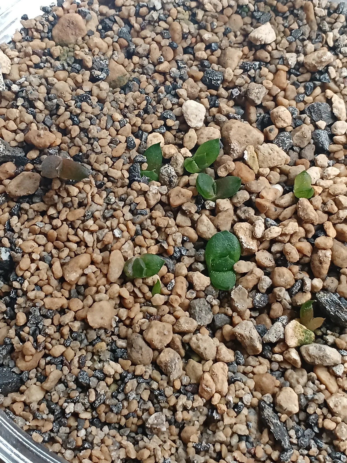 Haworthia comptoniana var. comptoniana JDV90-8 (ハオルチア コンプトニアナ90-8)