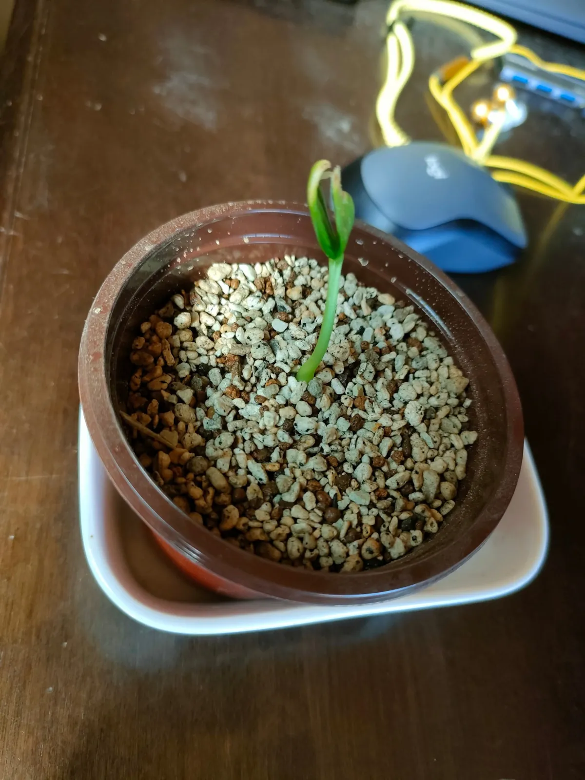 Gerrardanthus macrorhizus (ゲラルダンサス マクロリザス)