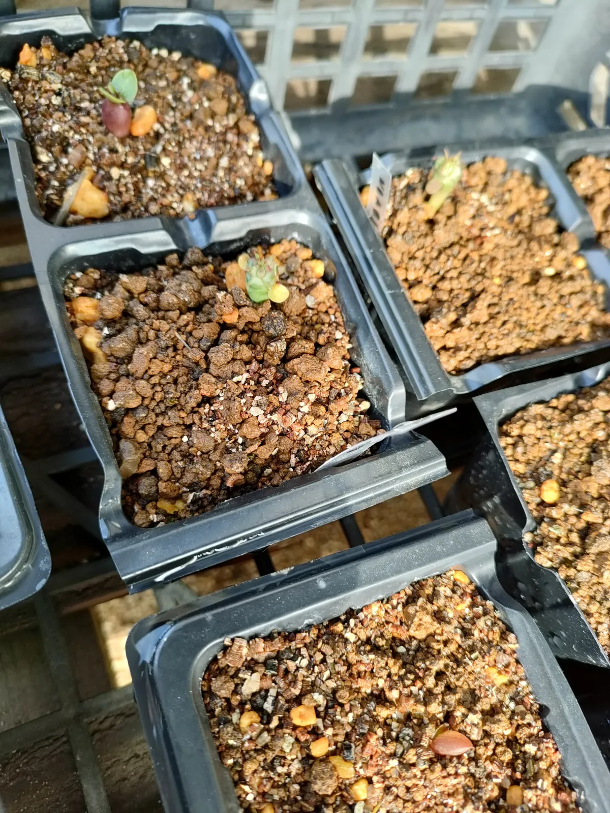 Euphorbia polygona (ユーフォルビア ポリゴナ)