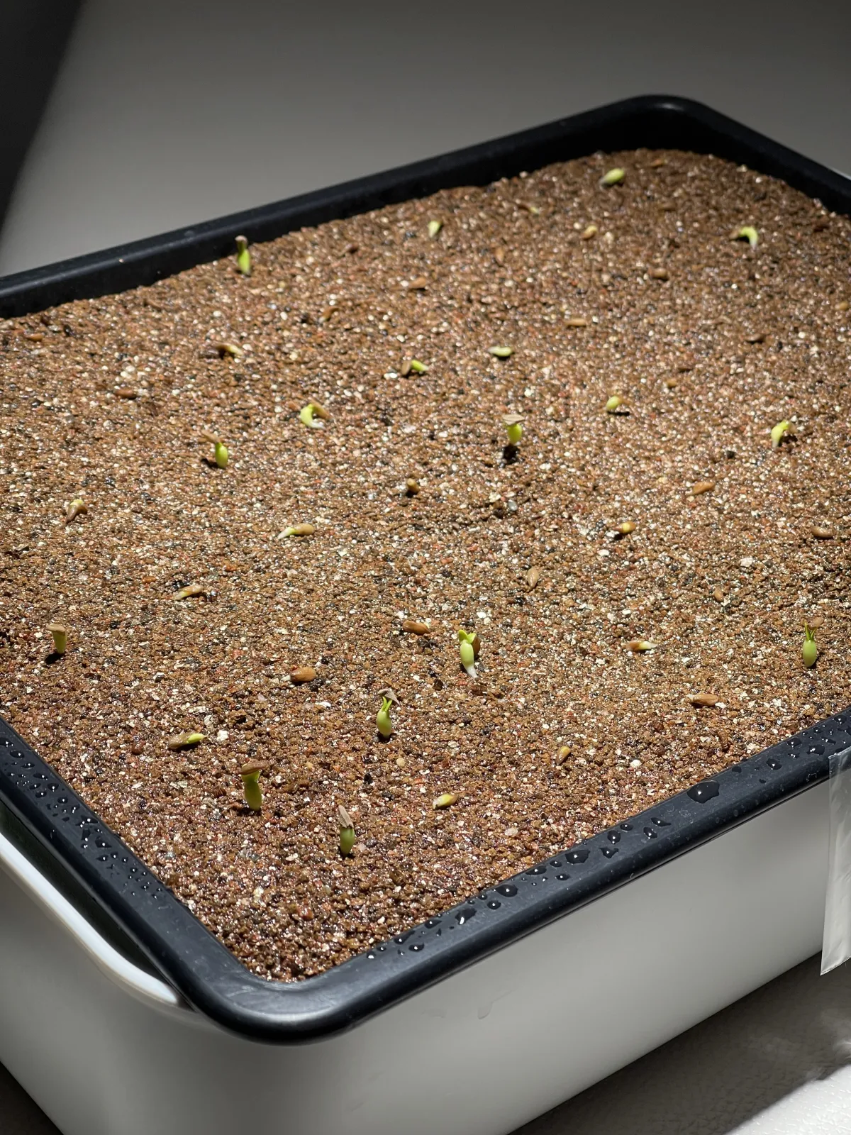 Pachypodium succulentum (パキポディウム サキュレンタム 天馬空)