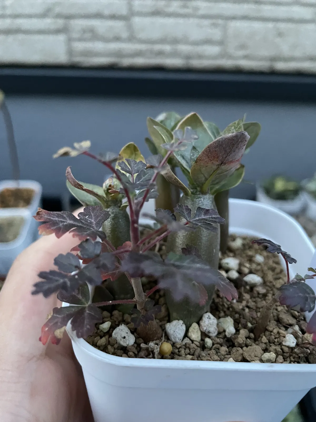 Pachycormus discolor (パキコルムス ディスカラー)