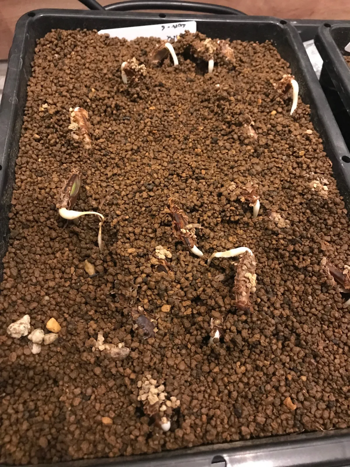 Delonix regia var. flavida (デロニクス レジア 鳳凰木)