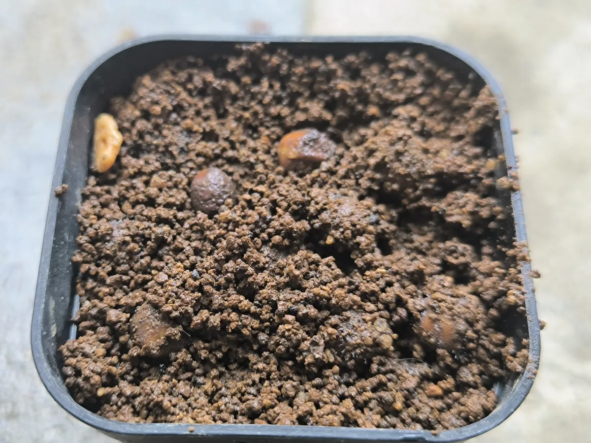 Cyphostemma laza var. parvifolia parvifolia (キフォステンマ パルビフォリア)