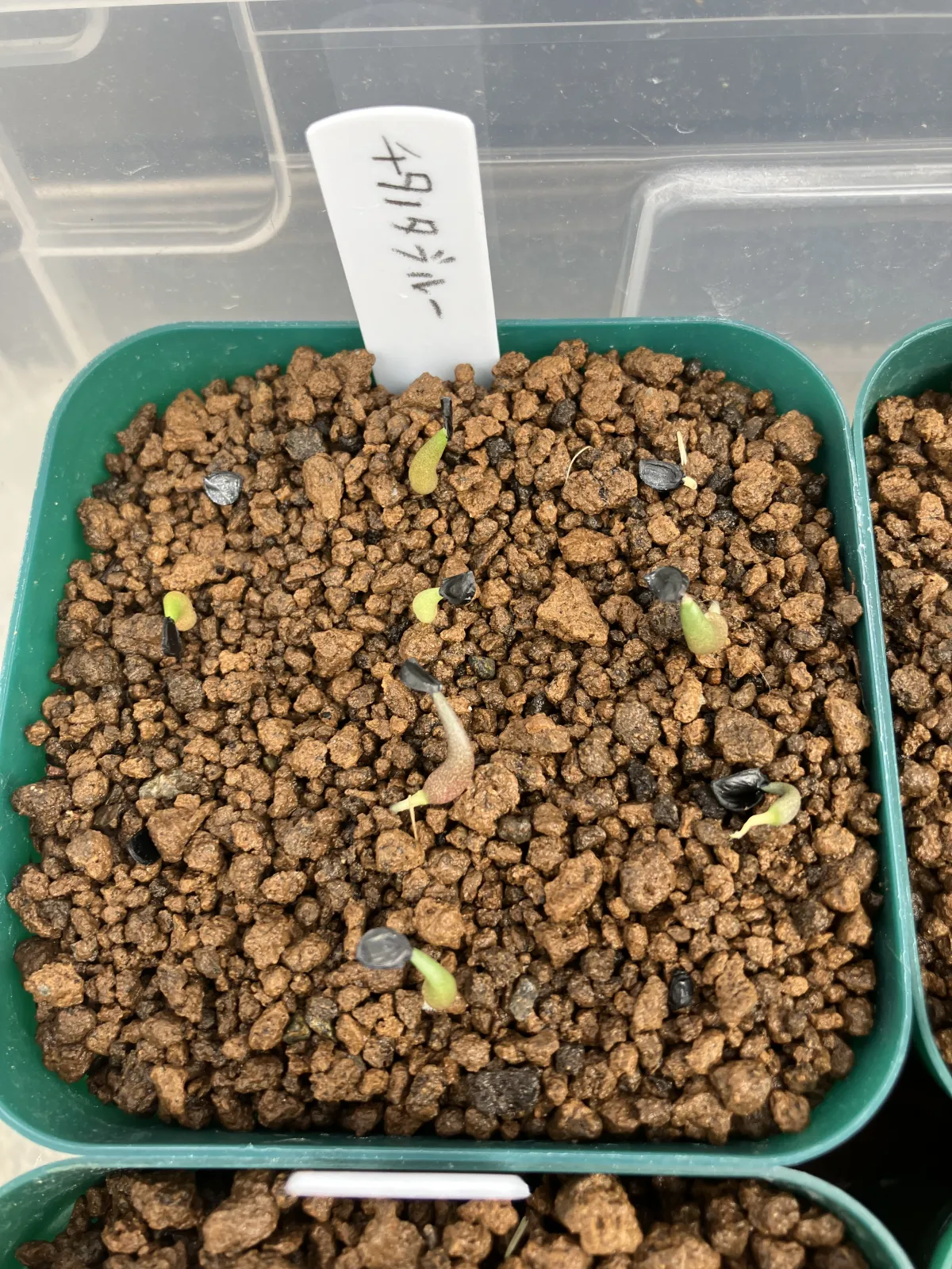 Agave titanota 'Blue' (アガベ チタノタブルー)