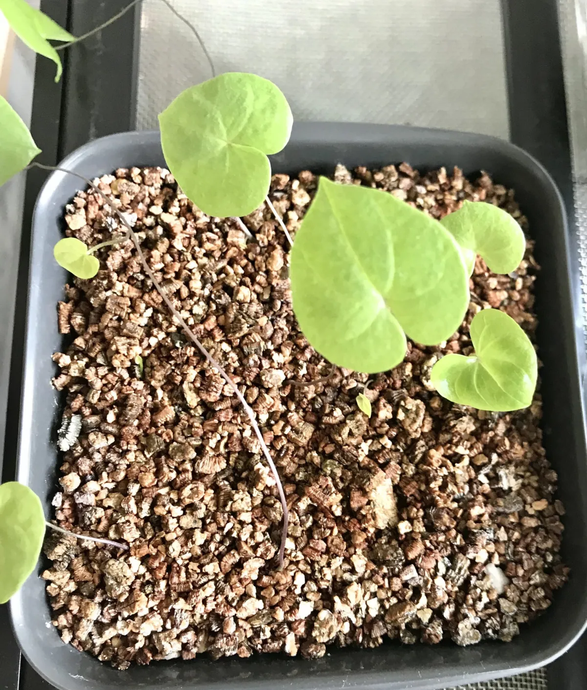 Dioscorea elephantipes (ディオスコレア エレファンティペス アフリカ亀甲竜)