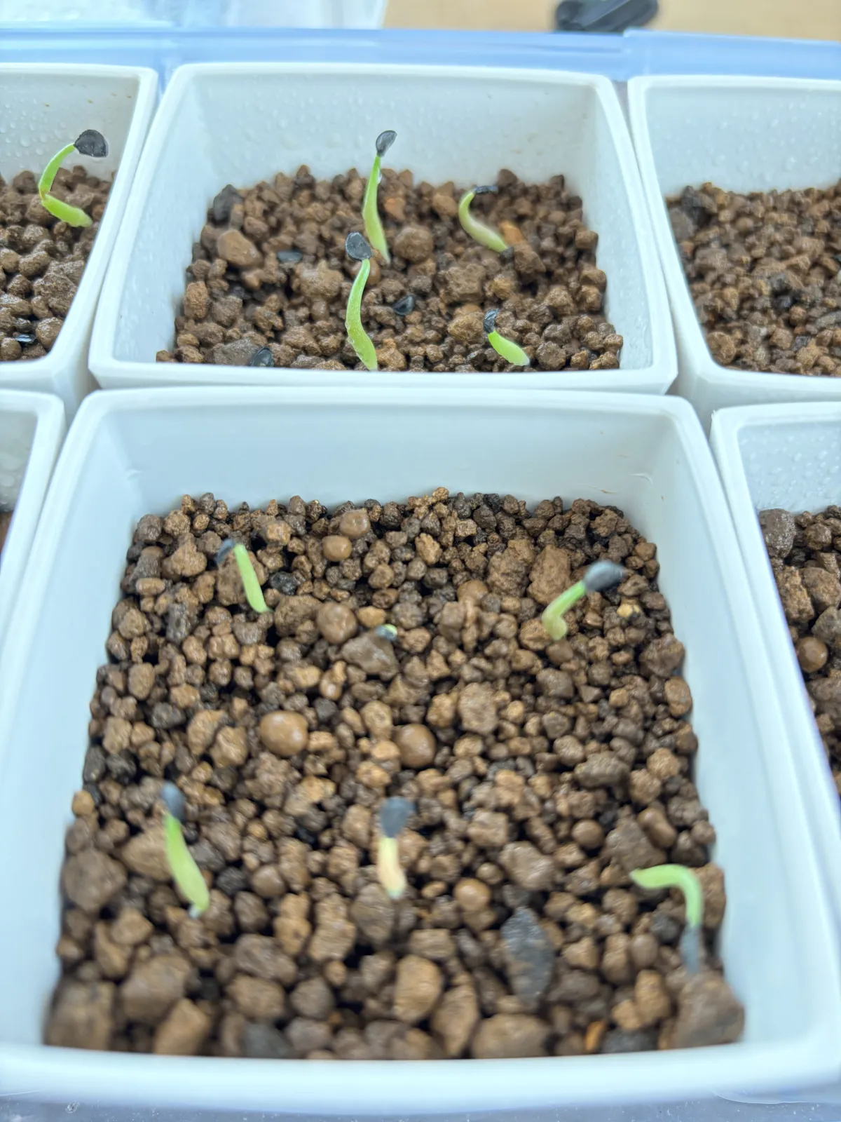 Agave oteroi (アガベ オテロイ)