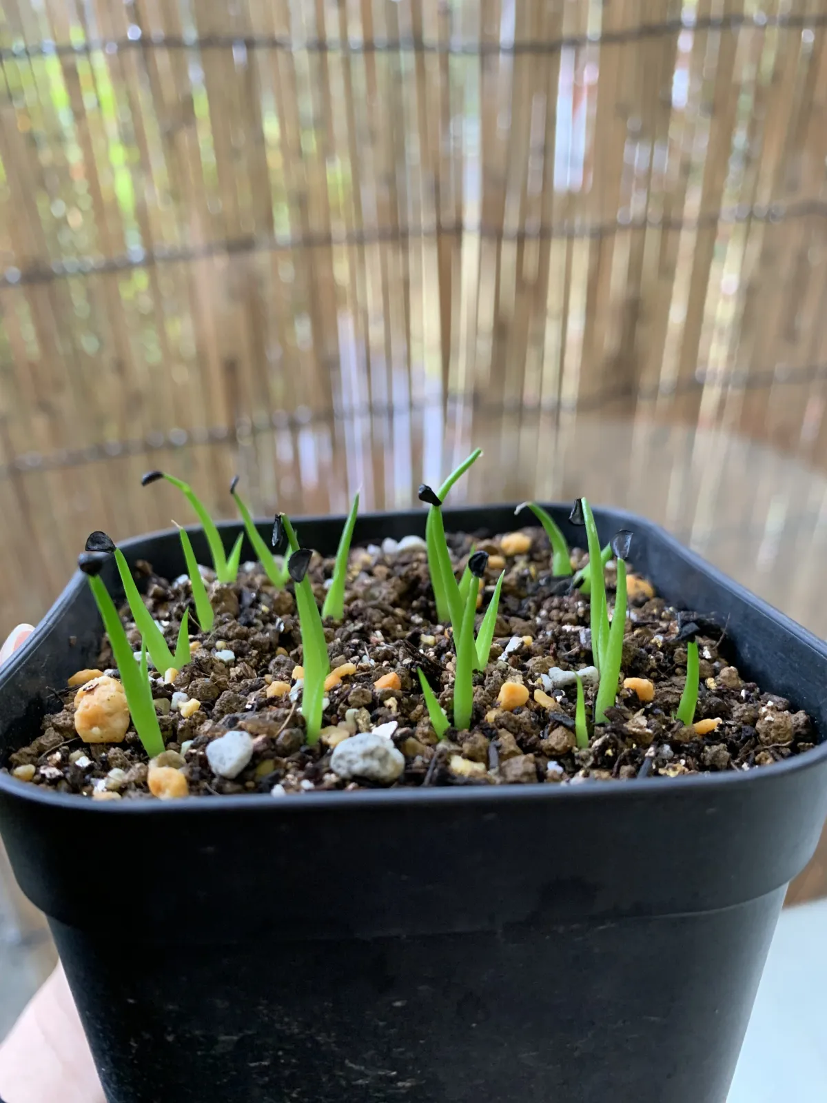 Agave horrida ssp. horrida (アガベ ホリダ)