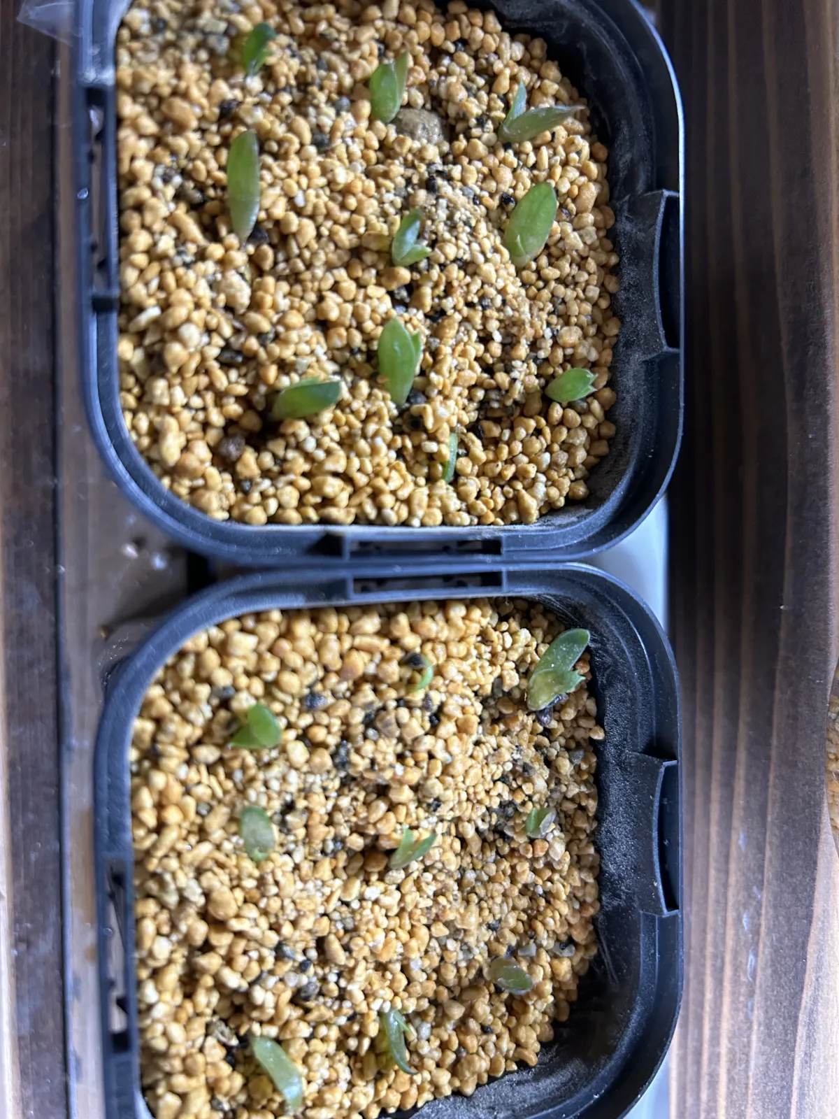 Aloe broomii var. tarkaensis (アロエ ブルーミータルカエンシス)