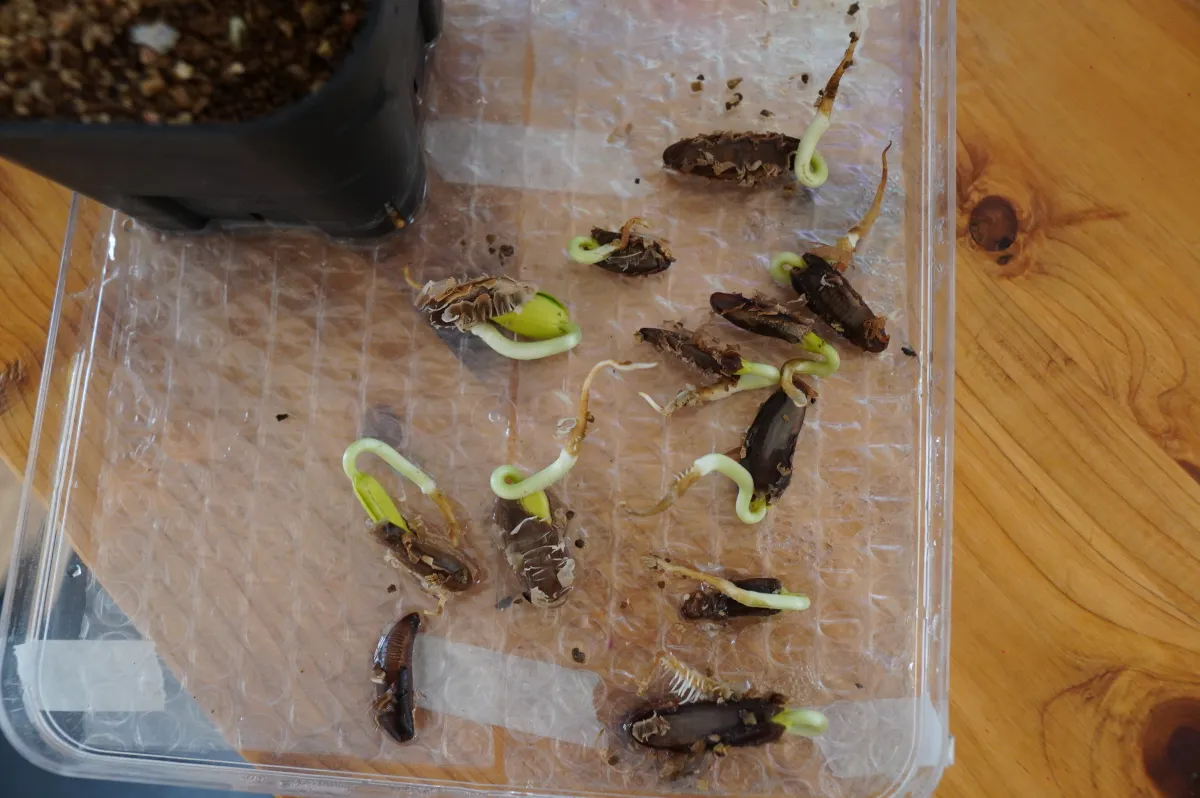 Delonix regia var. flavida (デロニクス レジア 鳳凰木)