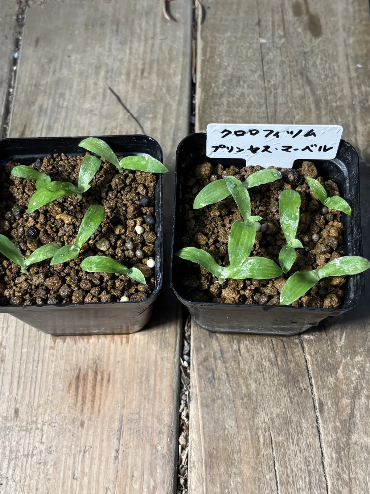 Chlorophytum orchidastrum 'Princess Mabel' (クロロフィツム プリンセス メイブル)