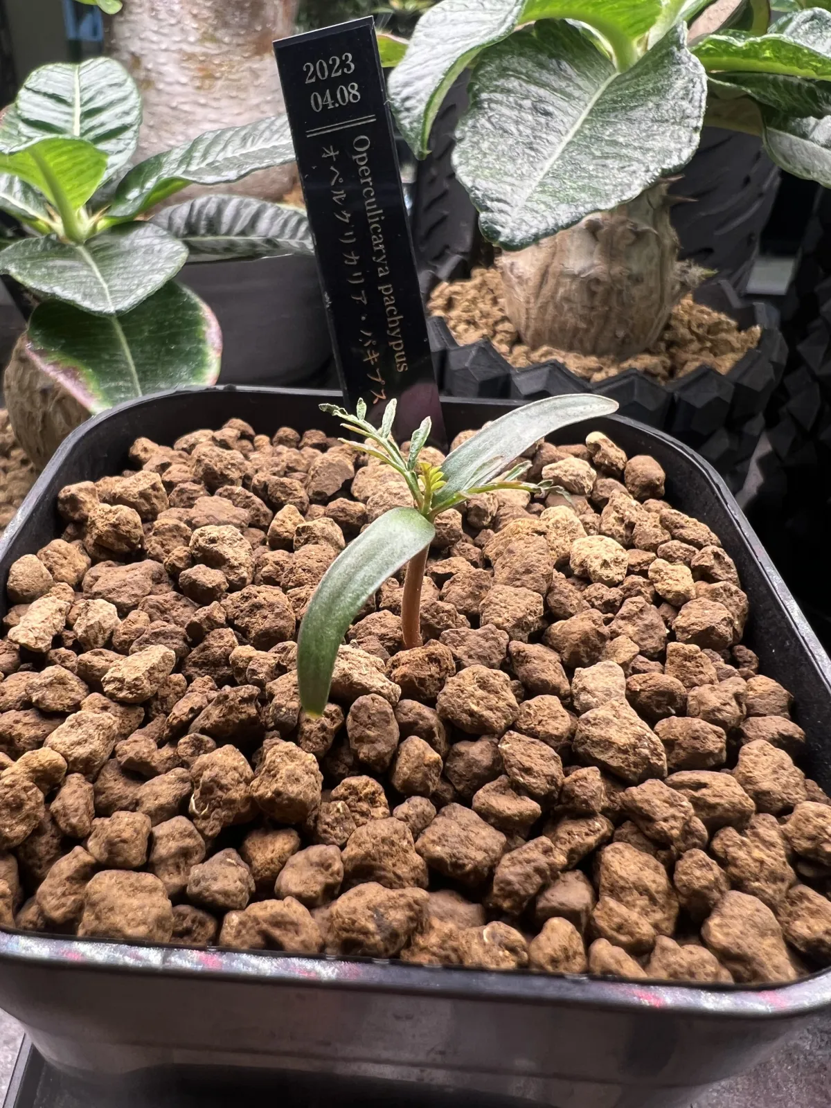 Operculicarya pachypus (オペルクリカリア パキプス)