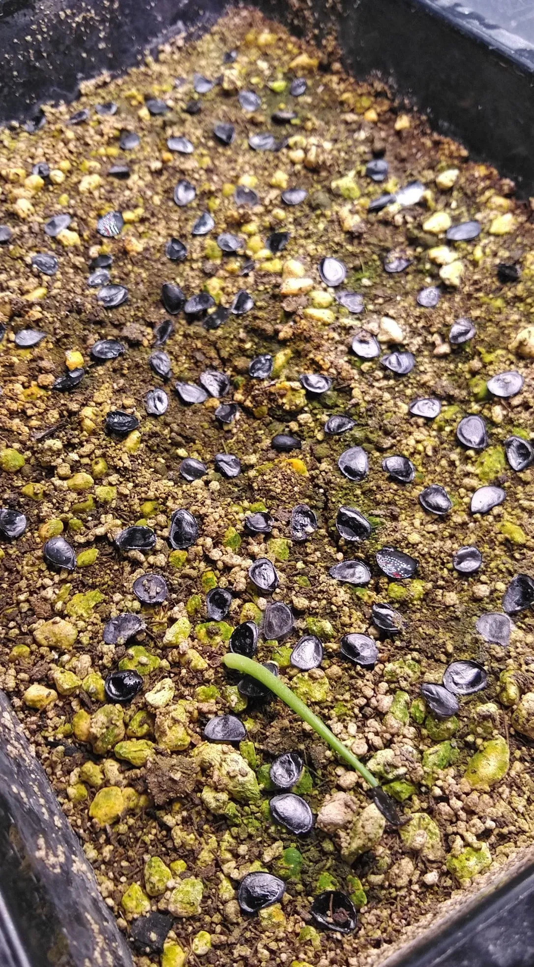 [チャレンジ種子] アガベ シャウィ（発芽難） Agave shawii subsp. shawii (発芽難)