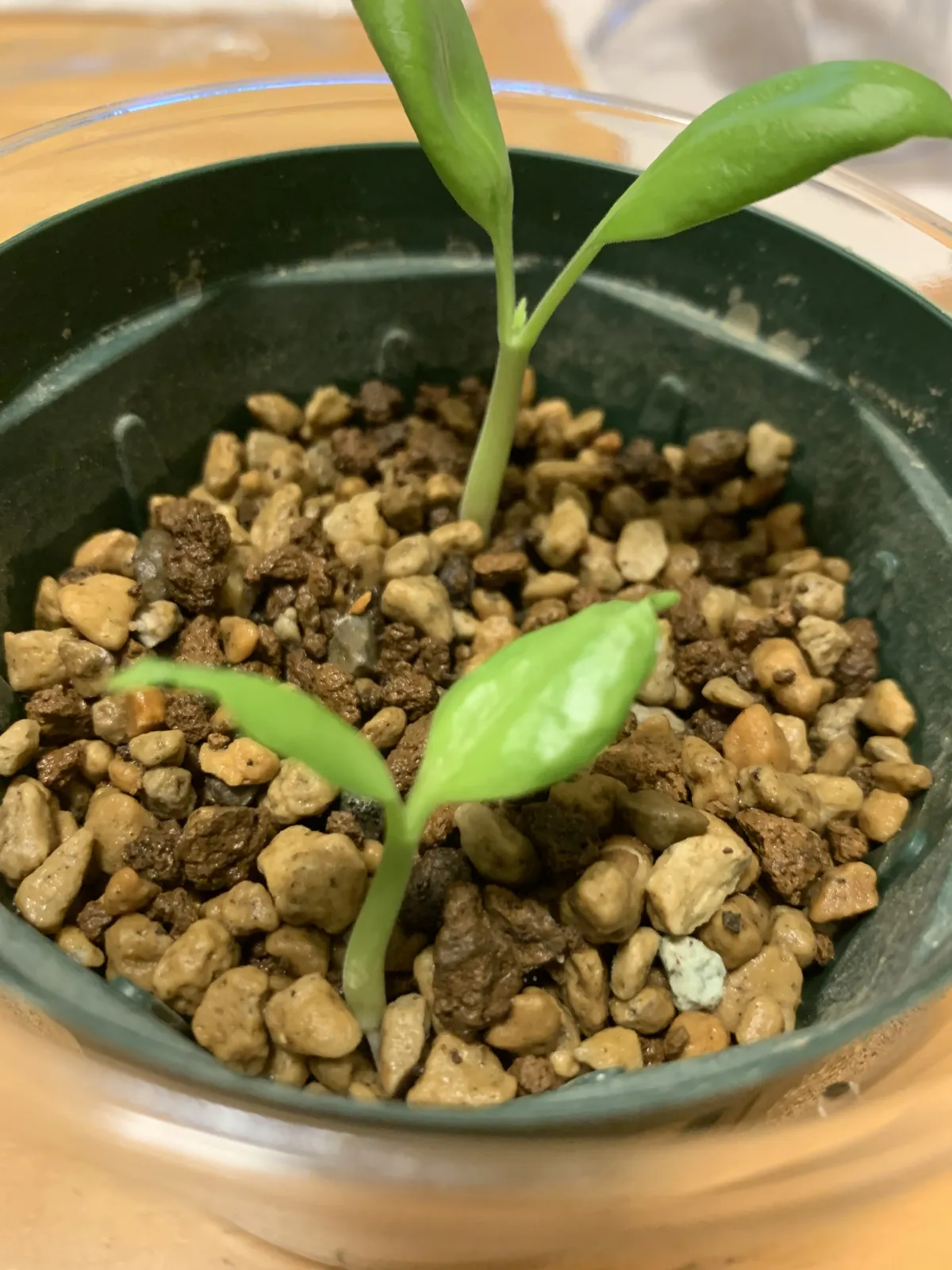 Cyphostemma juttae (キフォステンマ ユッタエ)