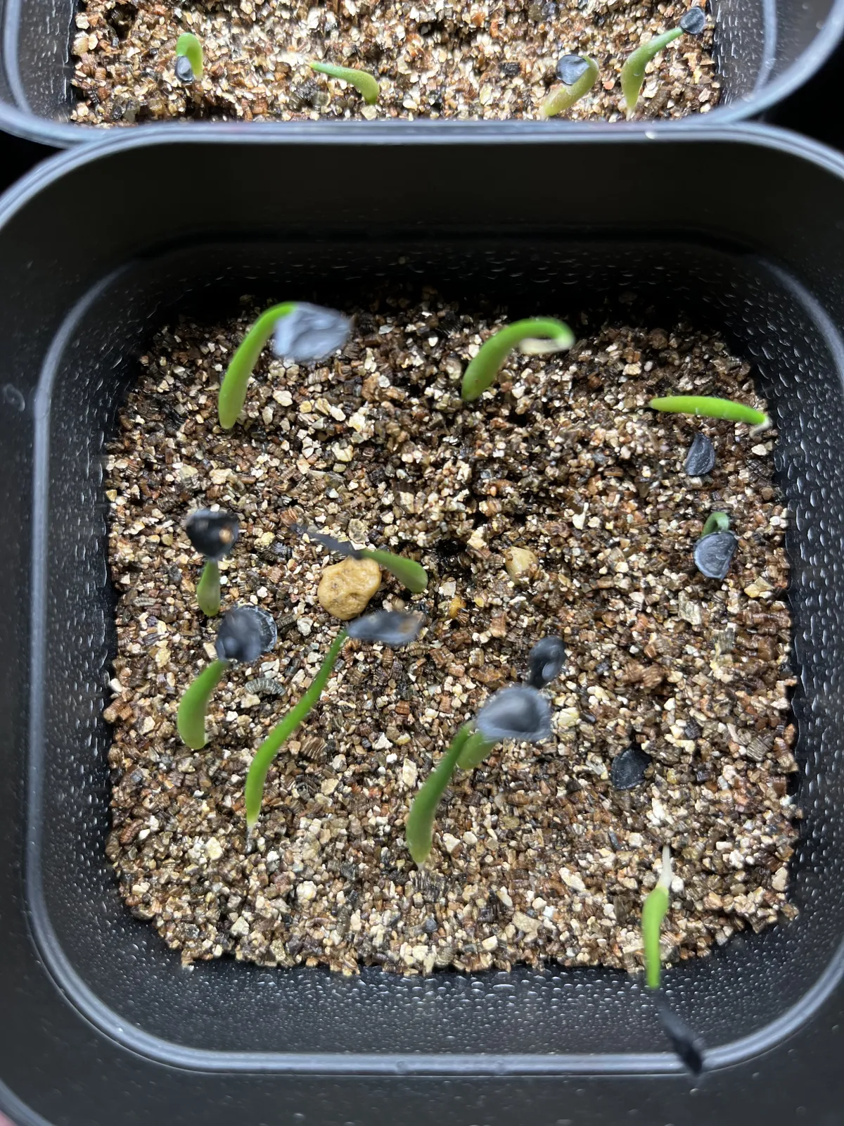 Agave parryi subsp. parryi (アガベ パリー)