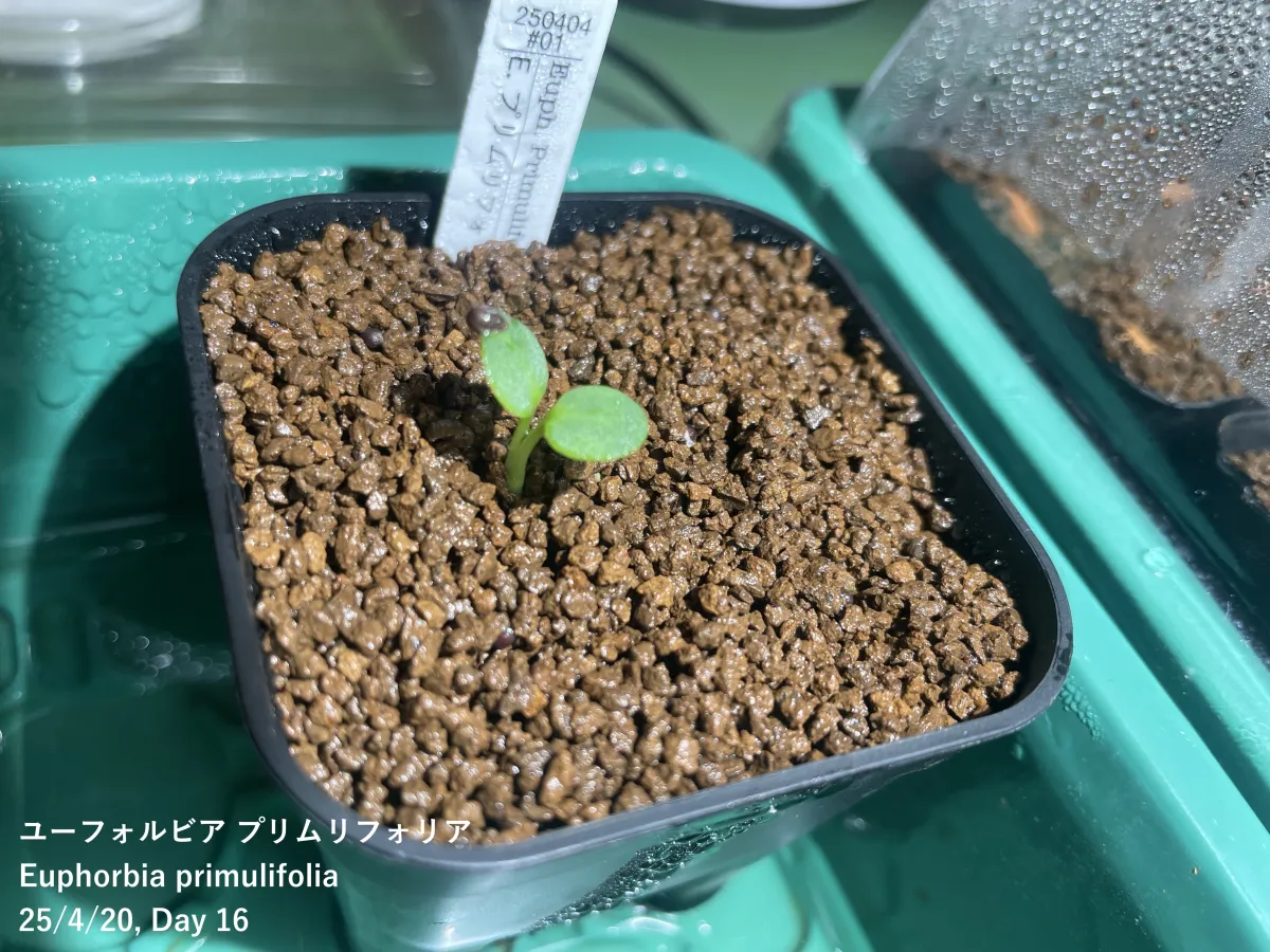 Euphorbia primulifolia var. primulifolia (ユーフォルビア プリムリフォリア)