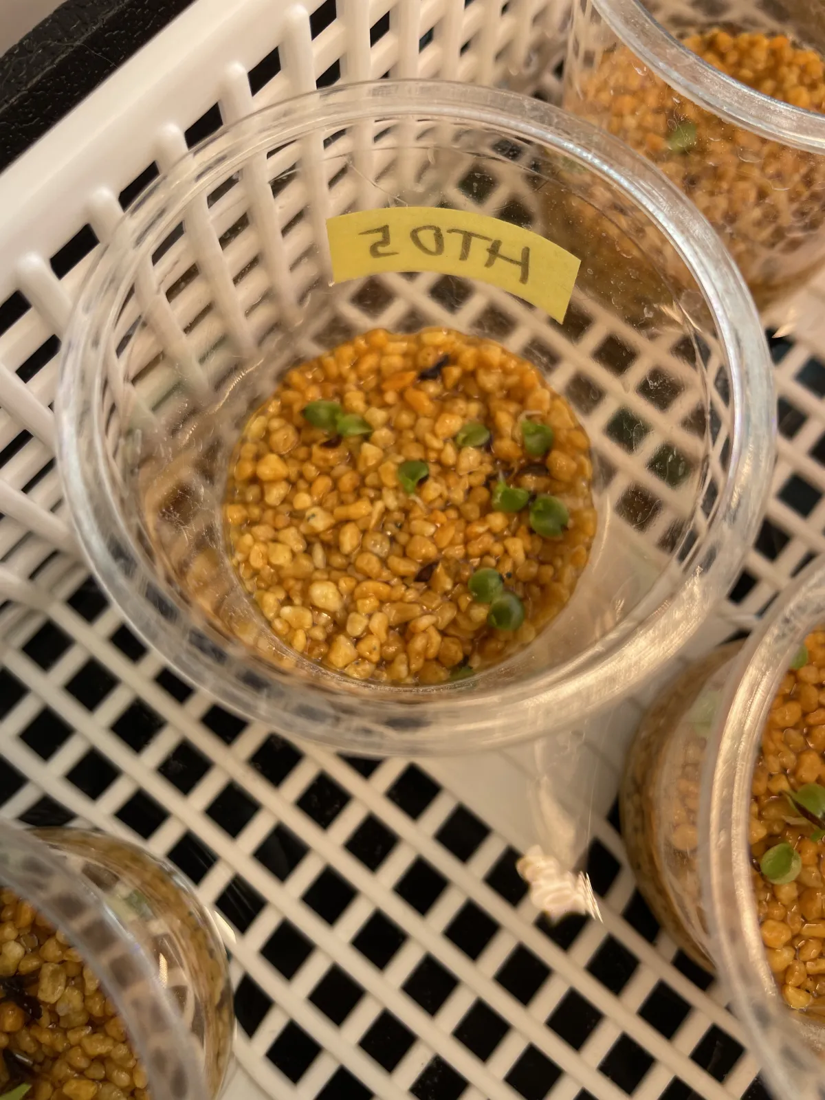 Hechtia bracteata (ヘクチア ブラクテアータ)