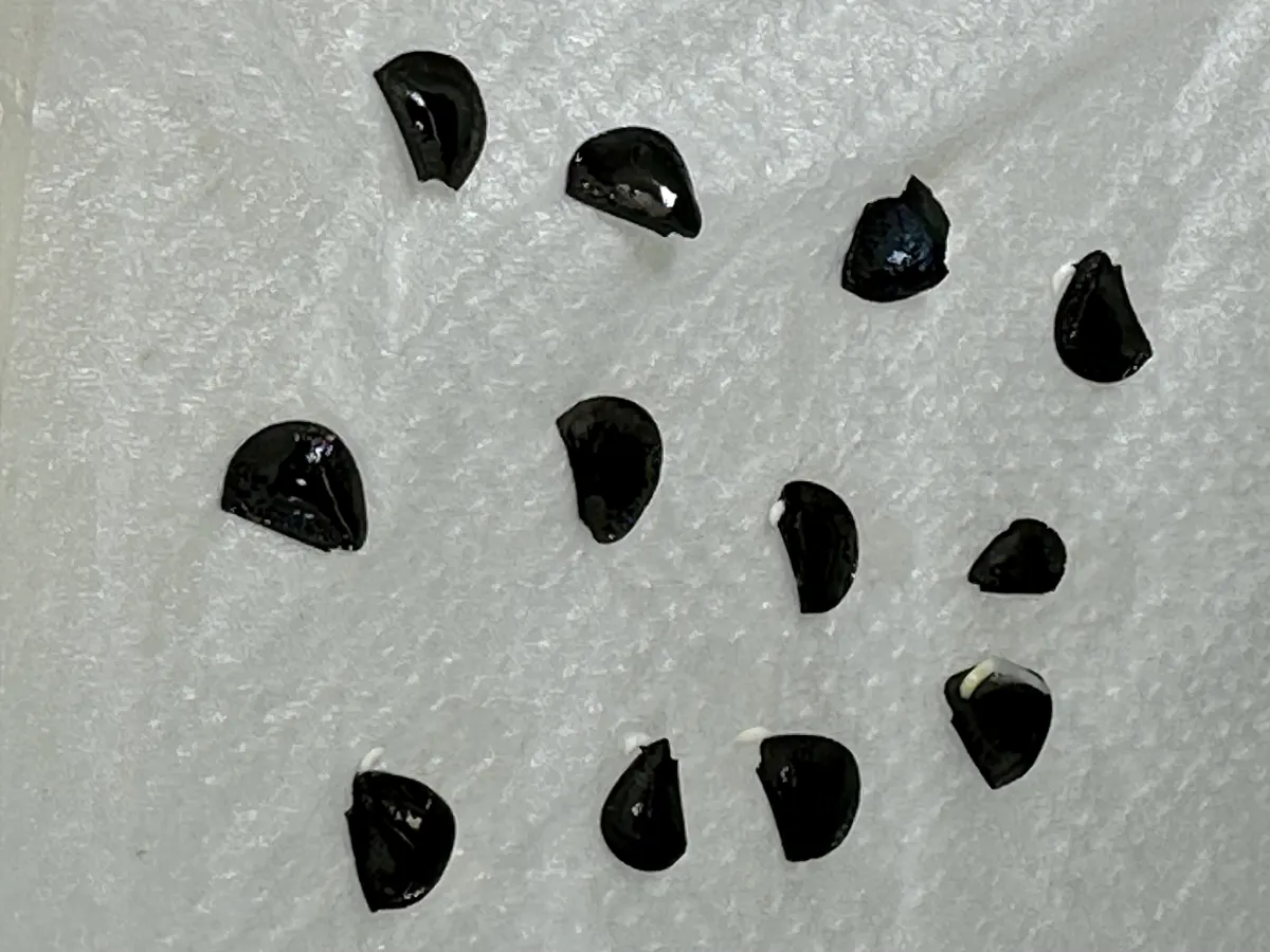 Agave americana var. oaxacensis (アガベ オアハセンシス)