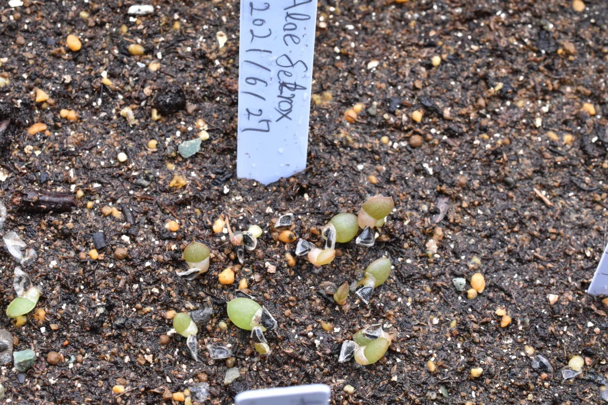 Aloe ferox (アロエ フェロックス)