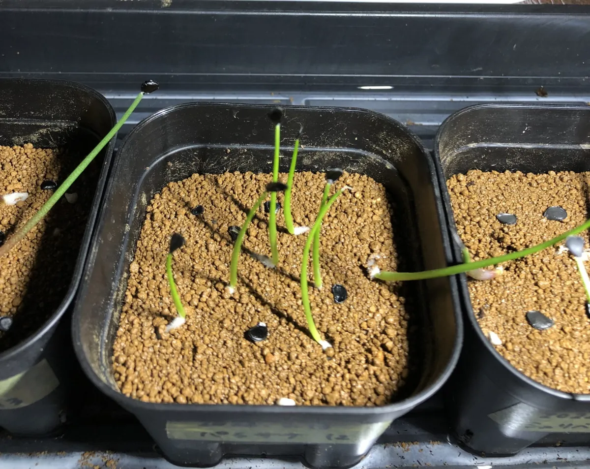 Agave parrasana (アガベ パラサナ)