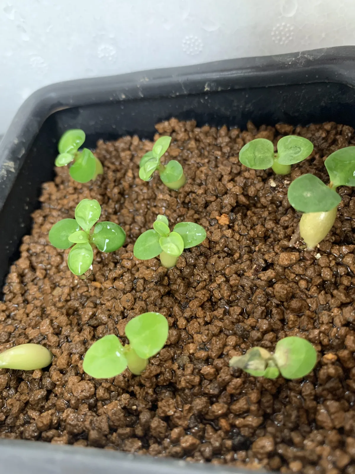 Pachypodium succulentum (パキポディウム サキュレンタム)