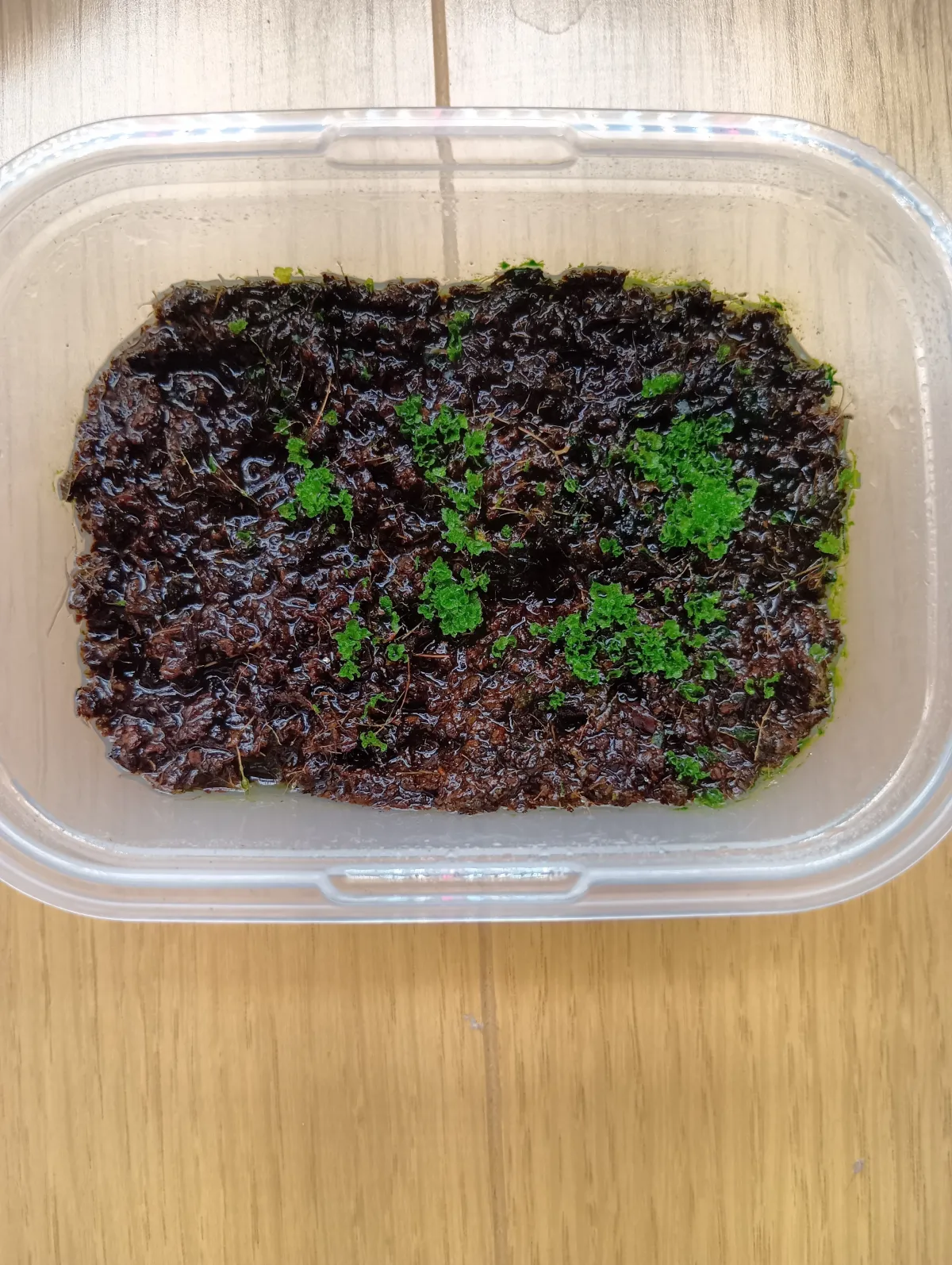 Platycerium ridleyi (ビカクシダ リドレイ)