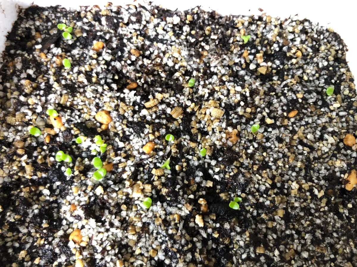 Monilaria moniliforme (モニラリア モニリフォルメ)