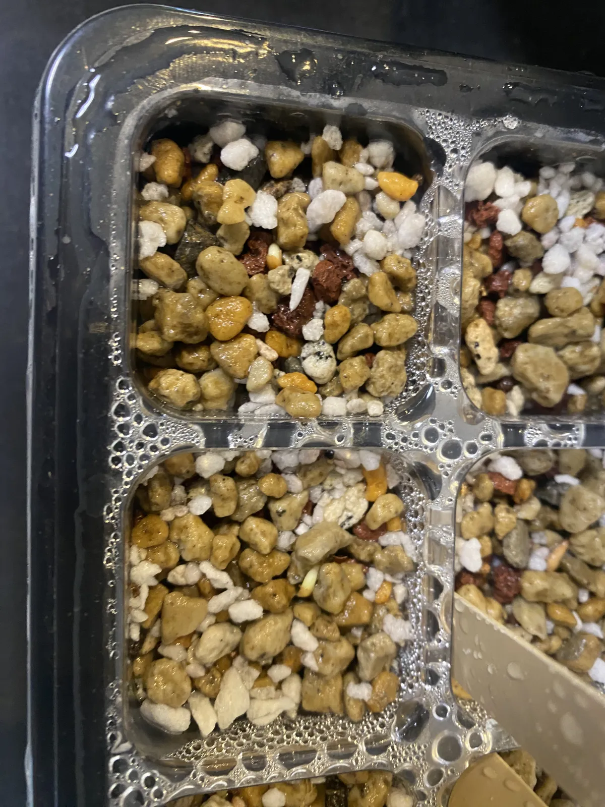 Pachypodium rosulatum var. gracilius (パキポディウム グラキリス)