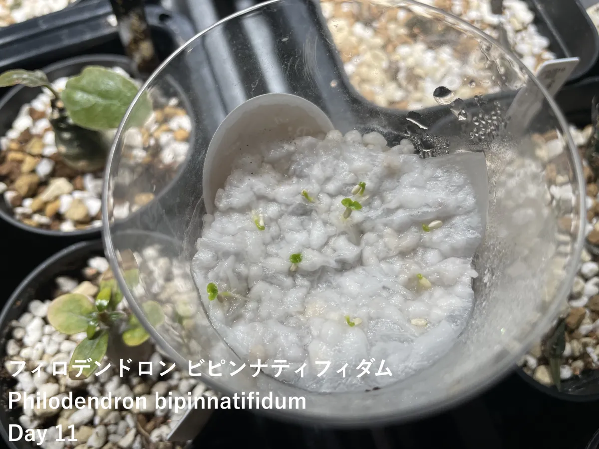 Philodendron bipinnatifidum (フィロデンドロン ビピンナティフィダム)