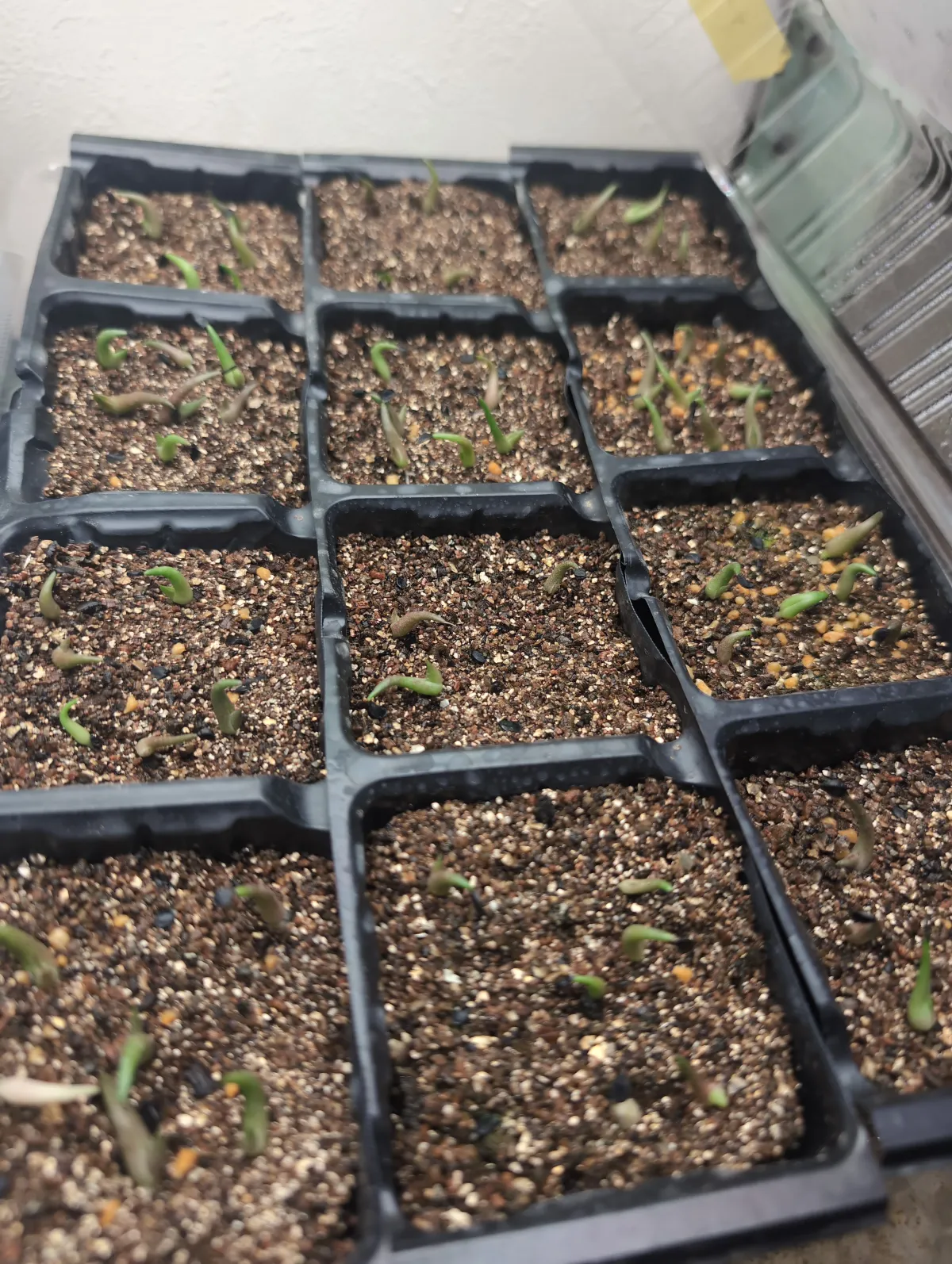 Agave oteroi (アガベ オテロイ)