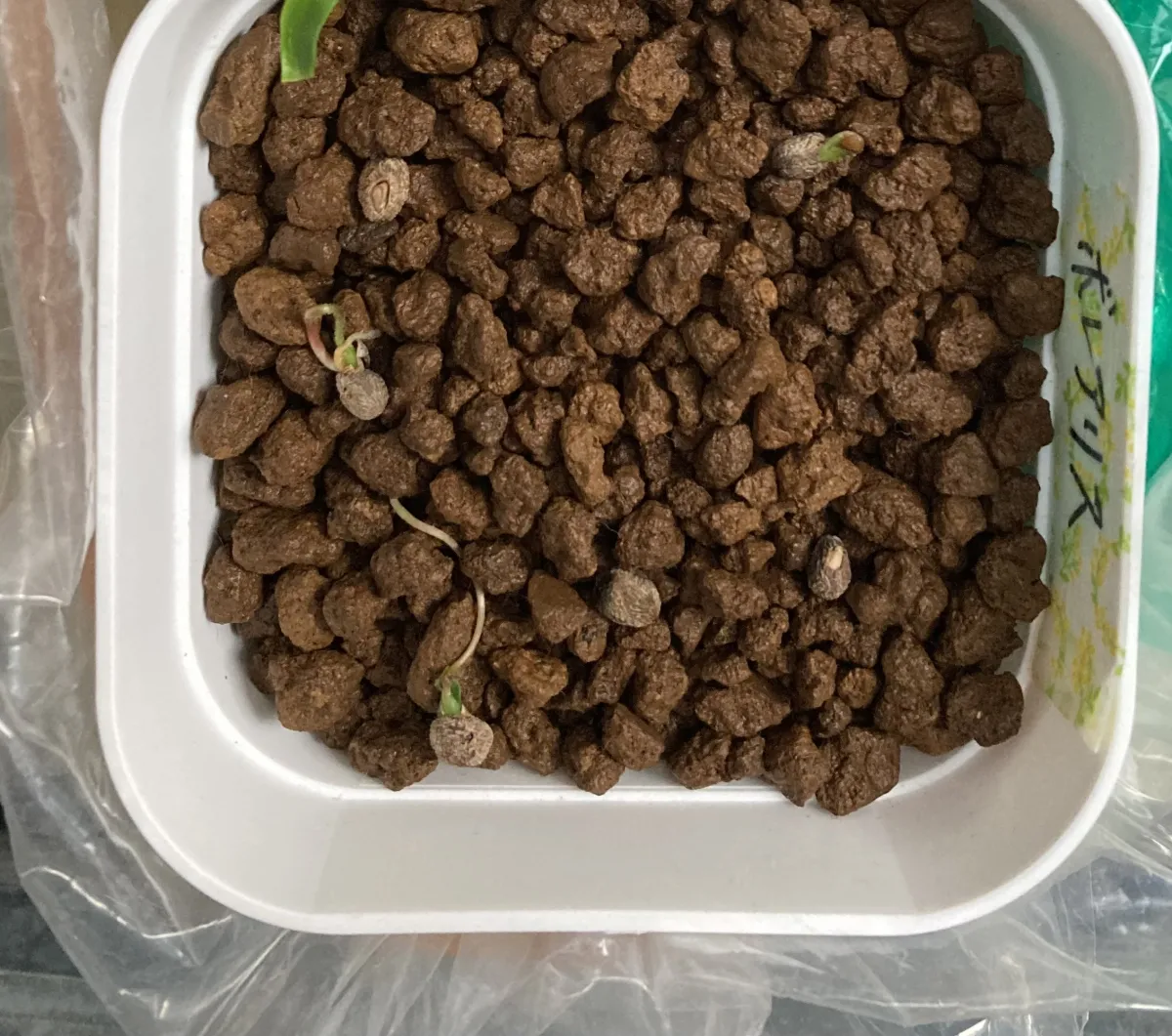 Operculicarya borealis (オペルクリカリア ボレアリス)