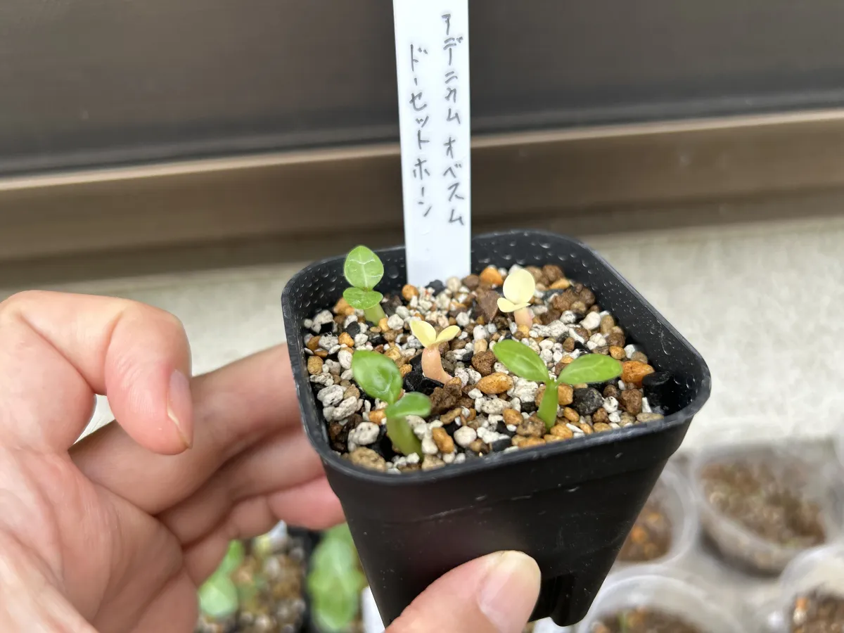 Adenium obesum Dorset Horn (DHA) (アデニウム ドーセットホーン)