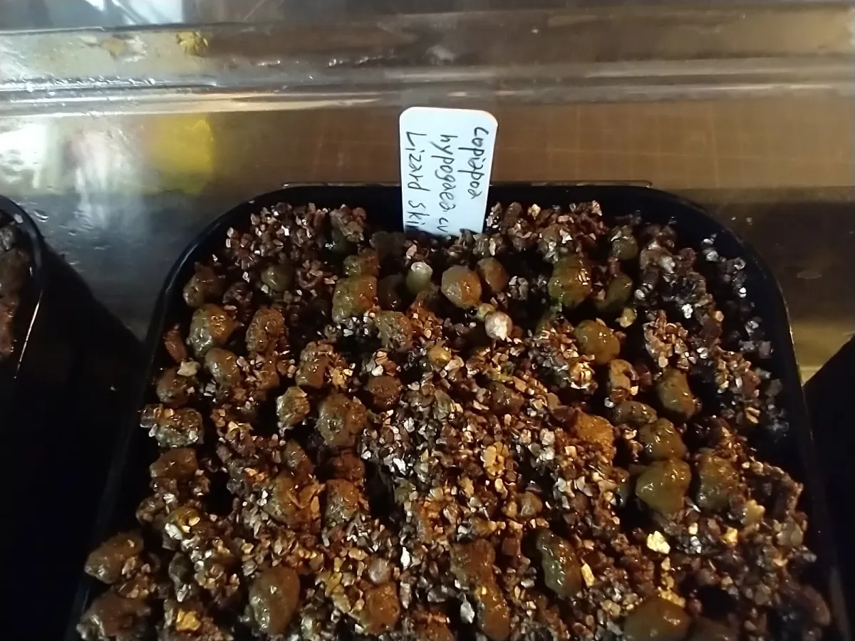 Copiapoa hypogaea Lizard Skin (コピアポア リザードスキン)