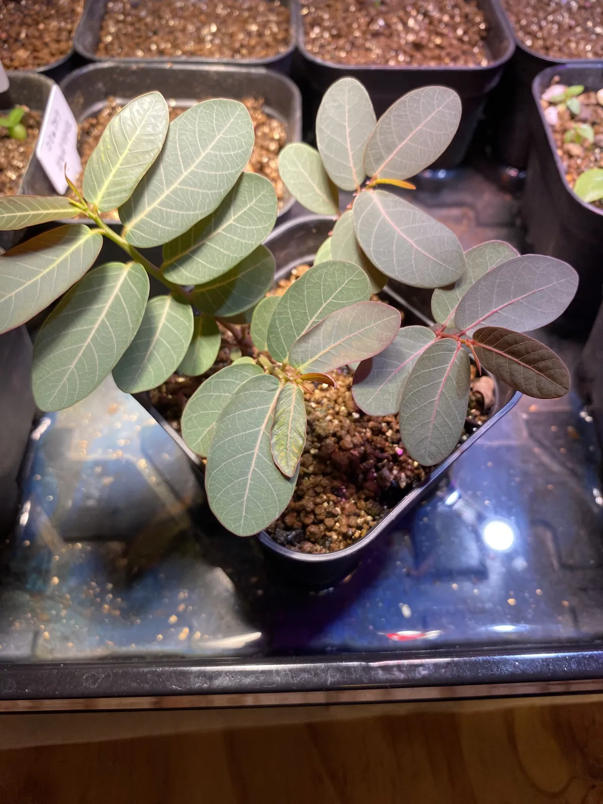 Phyllanthus mirabilis (フィランサス ミラビリス)