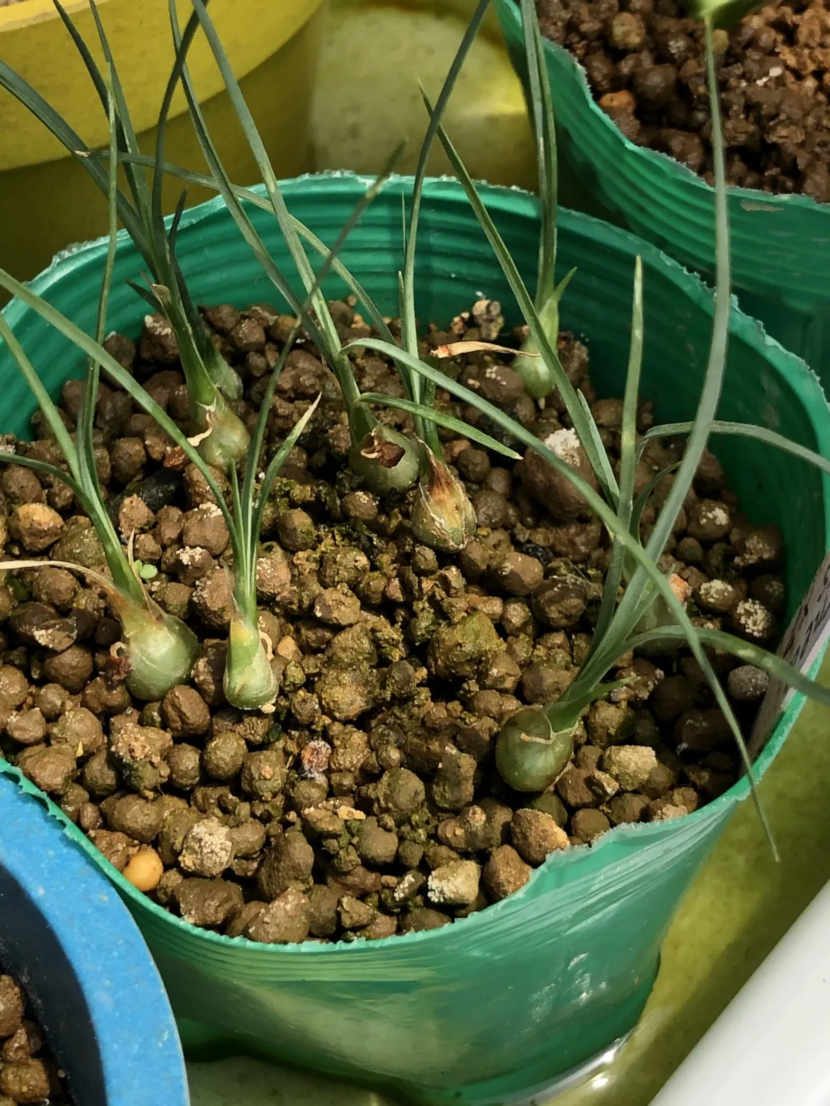 Beaucarnea gracilis (ボーカルネア グラキリス)