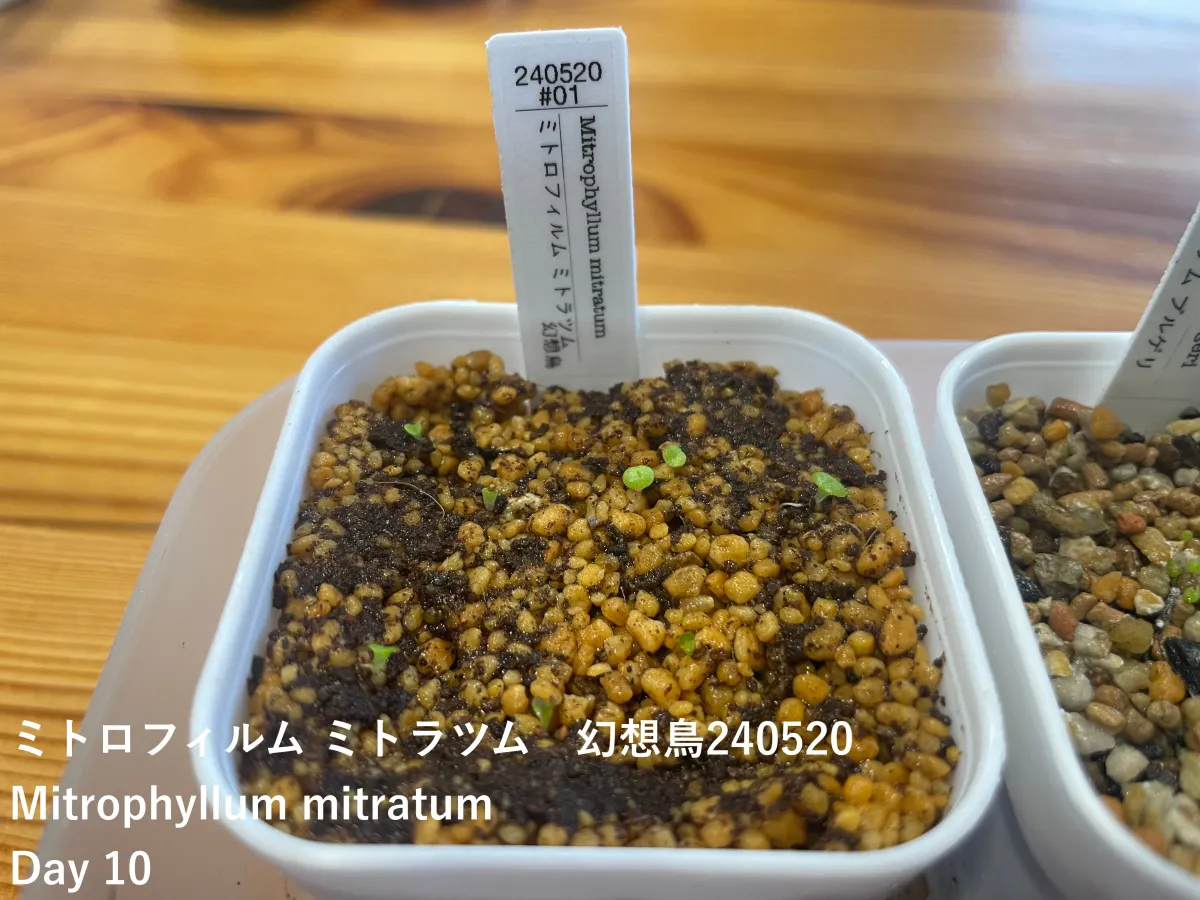 Mitrophyllum mitratum (ミトロフィルム ミトラツム)