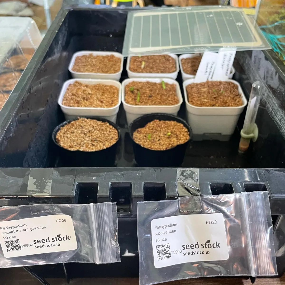 Pachypodium succulentum (パキポディウム サキュレンタム 天馬空)