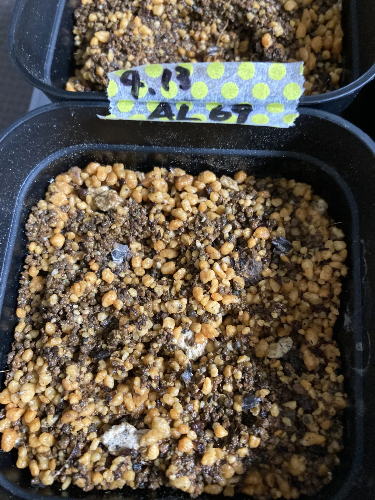 Aloe falcata (アロエ ファルカタ)